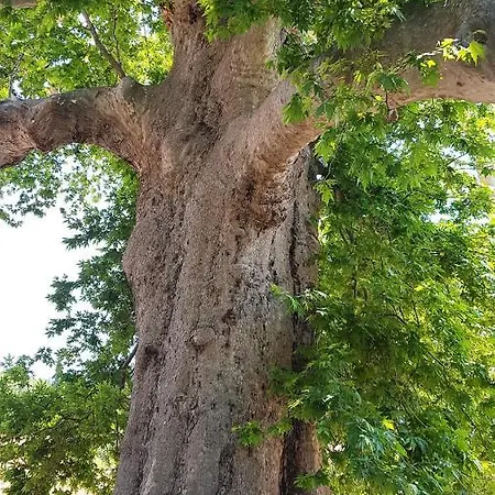 Barica 特斯特诺