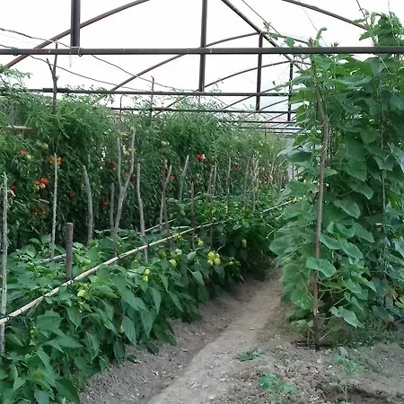 Apartman Barica Trsteno